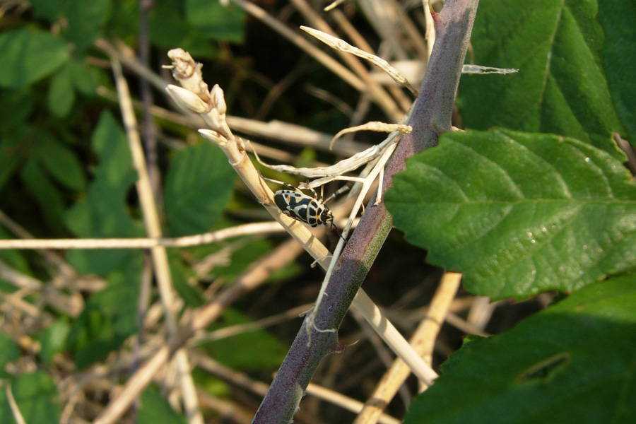Heteroptera: neanidi